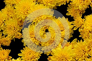 Belgian Mum Allegra Yellow, Chrysanthemum morifolium `Allegra Yellow`