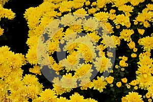 Belgian Mum Allegra Yellow, Chrysanthemum morifolium `Allegra Yellow`