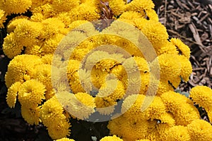 Belgian Mum Allegra Yellow, Chrysanthemum morifolium `Allegra Yellow`
