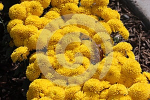 Belgian Mum Allegra Yellow, Chrysanthemum morifolium `Allegra Yellow`