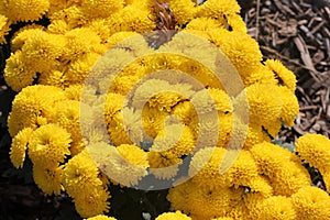 Belgian Mum Allegra Yellow, Chrysanthemum morifolium `Allegra Yellow` photo