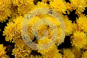Belgian Mum Allegra Yellow, Chrysanthemum morifolium `Allegra Yellow` photo