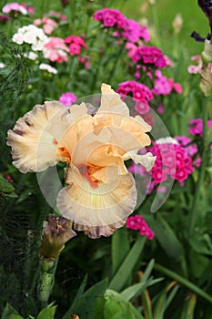 `Belgian Princess` bearded iris reigns over spring flower garden