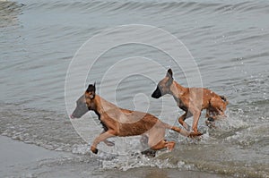 Belgian Puppies running along the beach