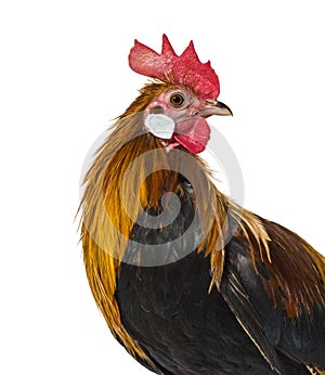 Belgian rooster against white background