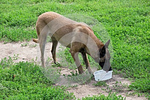 Belgian sheepdog is drinking water from dog bowl. Pet animals