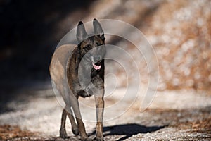 Belgian Sheepdog walking attentively