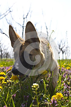 Belgian shepard sniffing in the spring grass