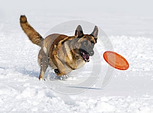 Belgian shepherd