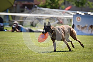 Belgian shepherd is cathing frisbee on Prague frisbee competition.