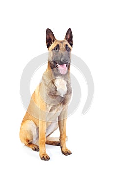 Belgian shepherd dog