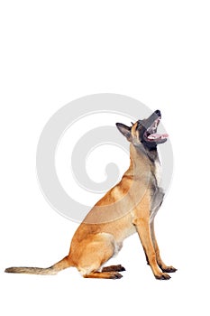 Belgian shepherd dog