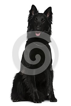 Belgian Shepherd dog, Groenendael, 21 months old