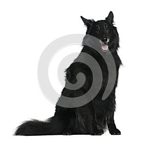 Belgian Shepherd dog, Groenendael, 7 years old