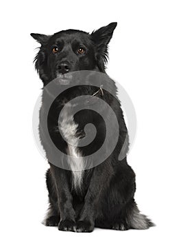 Belgian shepherd dog, Groenendael, sitting
