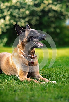 Belgian shepherd dog lying on the green summer grass background. Closeup