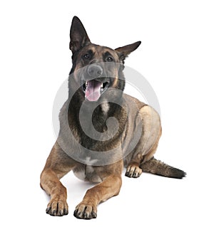 Belgian Shepherd Dog (Malinois) (2 years old) photo