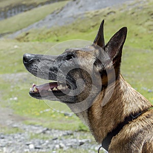 Belgian Shepherd dog or malinois