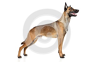 Belgian Shepherd dog Malinois