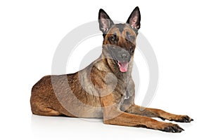 Belgian Shepherd dog Malinois