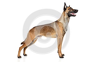 Belgian Shepherd dog Malinois photo