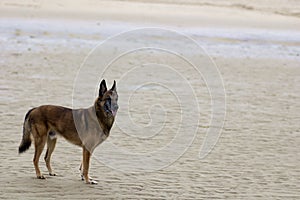 Belgian Shepherd Dog on the Morning Sea Sandy Shore