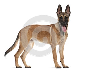 Belgian Shepherd Dog puppy, 5 months old