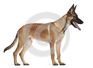 Belgian Shepherd Dog puppy, 5 months old