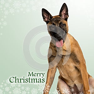 Belgian Shepherd Dog puppy panting, on christmas background