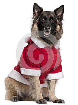 Belgian Shepherd dog or Tervuren