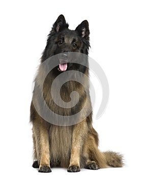 Belgian shepherd dog, Tervuren, 4 years old