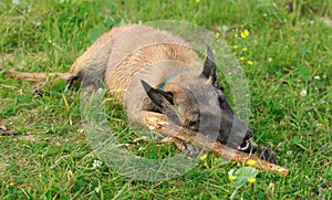 Belgian Shepherd dog with a wooden stick in its mouth is lying on the grass