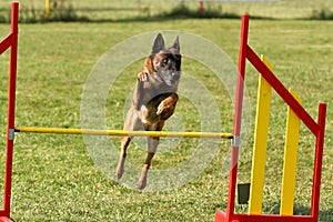 Belgian shepherd doing agility