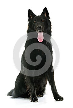 Belgian shepherd Groenendael