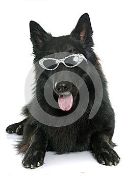 Belgian shepherd Groenendael and glasses