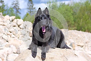 Belgian shepherd groenendael male dog against Rocks