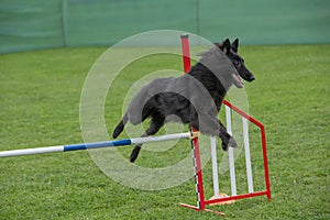 Belgian Shepherd jumping over obstacle on agility competition. S