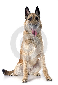Belgian shepherd laekenois