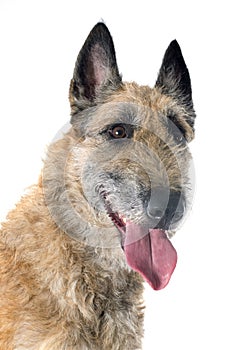 Belgian shepherd laekenois
