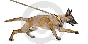 Belgian Shepherd leashed