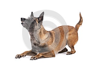 Belgian Shepherd lying in attack posture