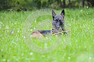 Belgian Shepherd Malinois 12 months