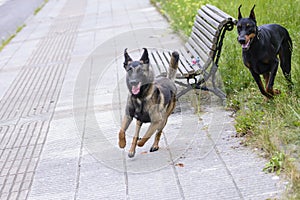 Belgian Shepherd malinois 12 months and Doberman