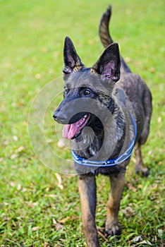 Belgian Shepherd Malinois 5 months