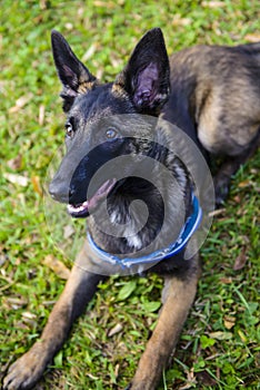 Belgian Shepherd Malinois 5 months