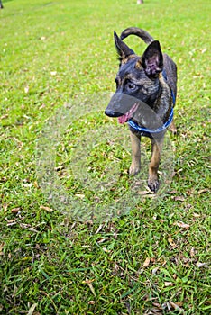 Belgian Shepherd Malinois 5 months