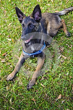 Belgian Shepherd Malinois 5 months