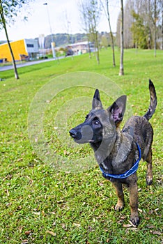 Belgian Shepherd Malinois 5 months