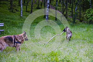 Belgian Shepherd Malinois 9 months old and German Shepherd playing with a stick