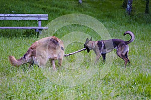 Belgian Shepherd Malinois 9 months old and German Shepherd playing with a stick